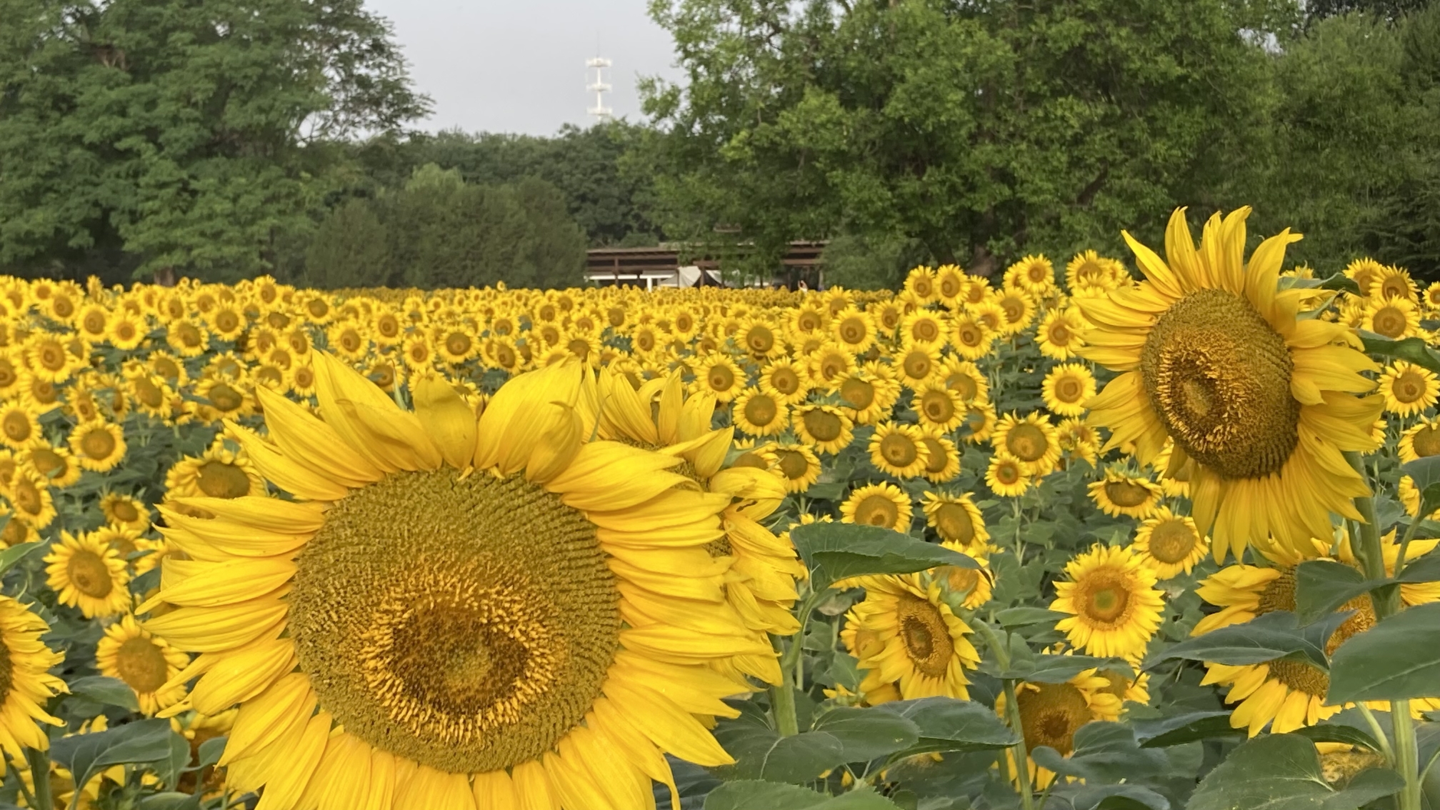 20230705_sunflowers.jpg